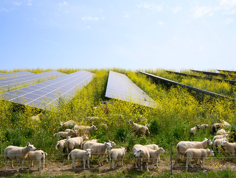 Как сельскохозяйственные фермы получают выгоду от солнечной энергии?