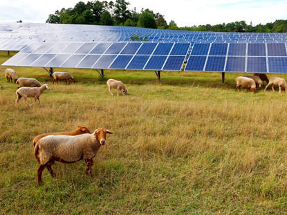 Солнечная энергия для выпаса овец